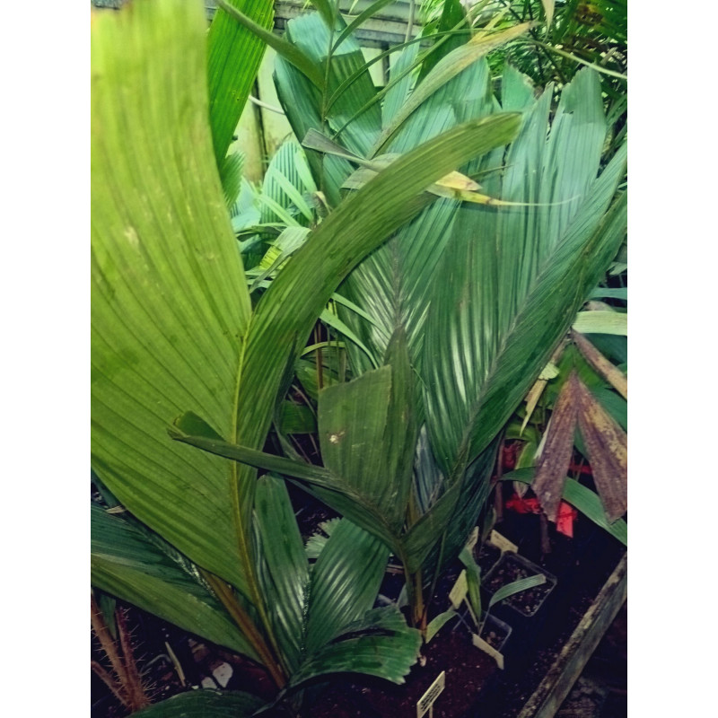 Iguanura wallichiana var. wallichiana