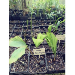 Caryota kiriwongensis