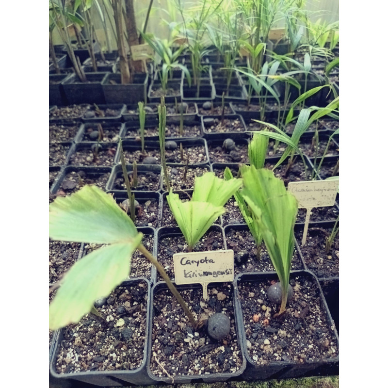 Caryota kiriwongensis