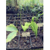 Caryota kiriwongensis