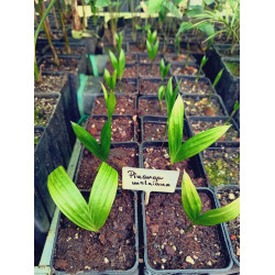 Pinanga malaiana