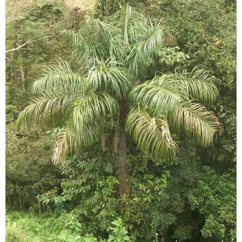 Astrocaryum standleyanum - Black Palm, Mocora-Palm