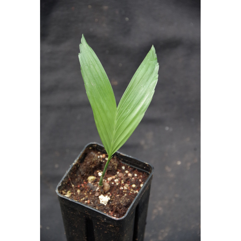 Chamaedorea tepejilote - Pacaya-Palme