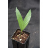 Chamaedorea tepejilote - Pacaya-Palme