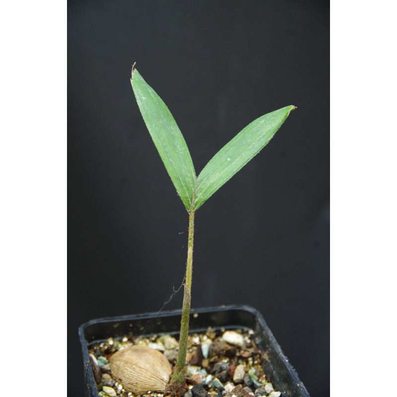 Normanbya normanbyi - Schwarze Palme