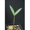 Normanbya normanbyi - Schwarze Palme