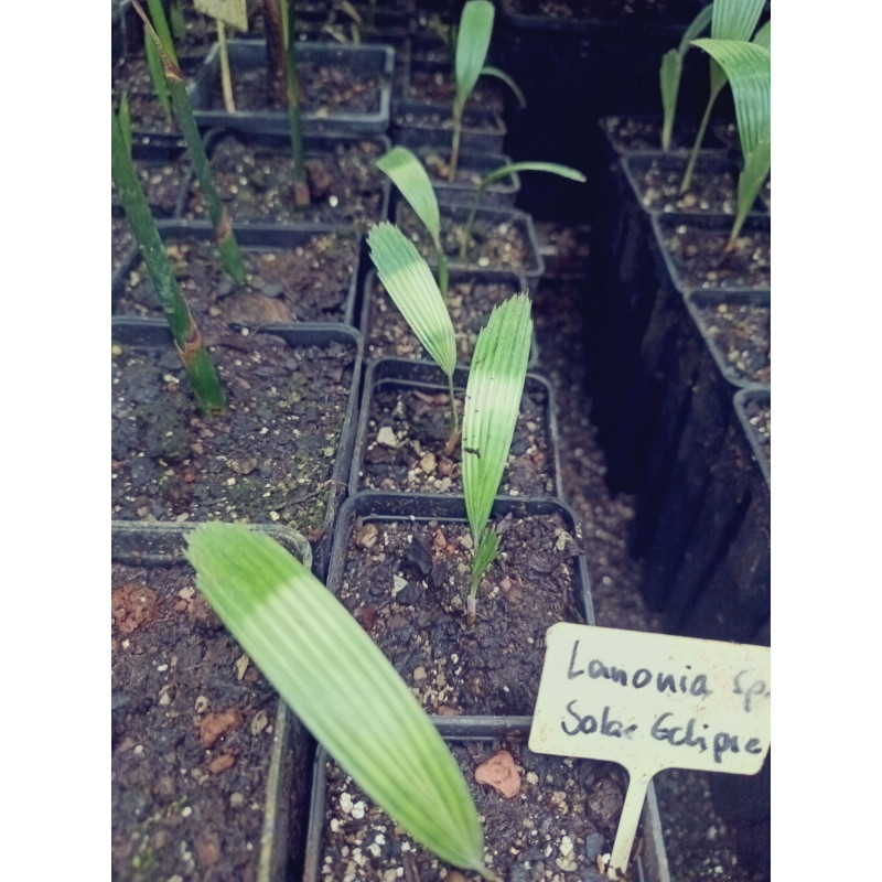 Lanonia sp. new "Hardy Mapu" (L. sp. Solar Eclipse")