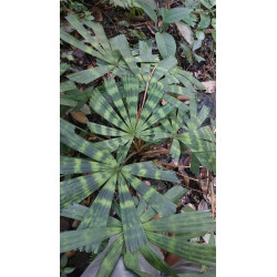 Lanonia sp. new "Hardy Mapu" (L. sp. Solar Eclipse")