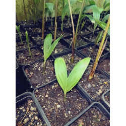 Pinanga annamensis - Annam-Palme