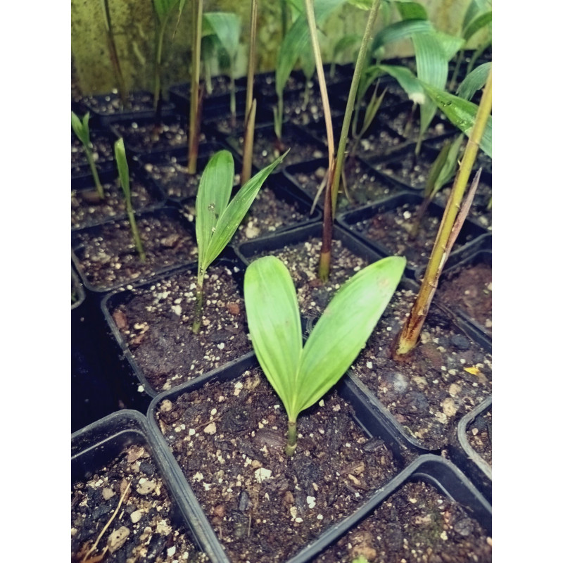 Pinanga annamensis - Annam-Palme