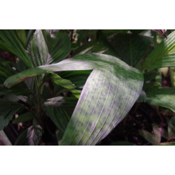Pinanga disticha "Stained Glass"