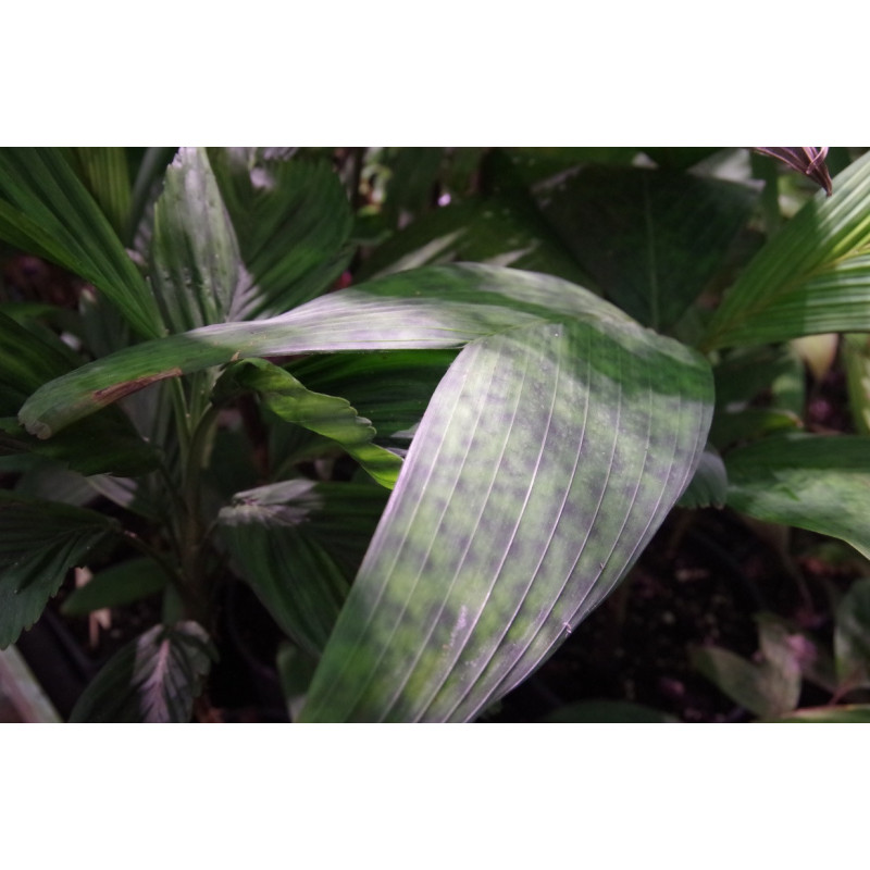 Pinanga disticha "Stained Glass"