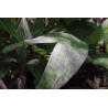 Pinanga disticha "Stained Glass"