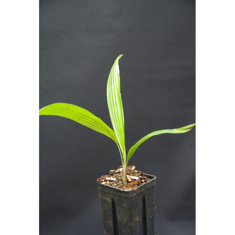 Kerriodoxa elegans - Weiße Elefantenpalme