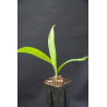 Kerriodoxa elegans - Weiße Elefantenpalme