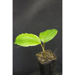 Wettinia hirsuta