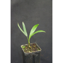 Veitchia subdisticha (syn. Drymophloeus subdistichus)
