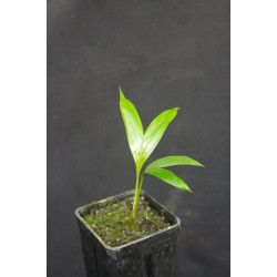 Satakentia liukiuensis - Satake-Palme