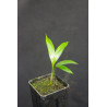 Satakentia liukiuensis - Satake-Palme