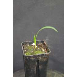 Rhapis subtilis - Zwerg-Steckenpalme