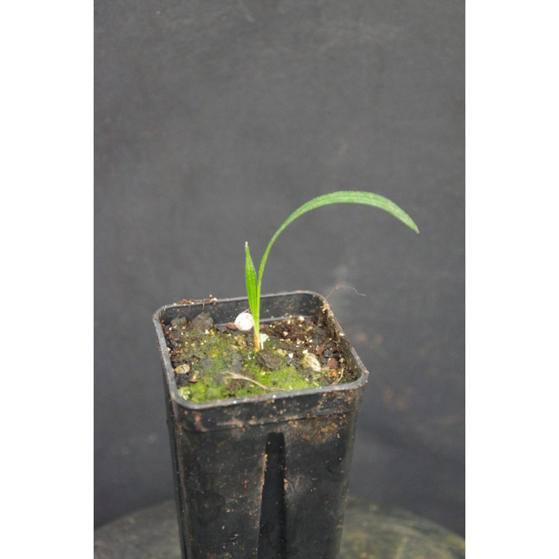 Rhapis subtilis - Zwerg-Steckenpalme
