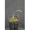 Rhapis subtilis - Zwerg-Steckenpalme