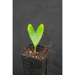 Pinanga malaiana