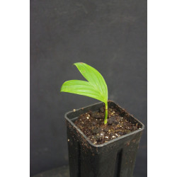 Pinanga annamensis - Annam Palm