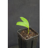 Pinanga annamensis - Annam-Palme