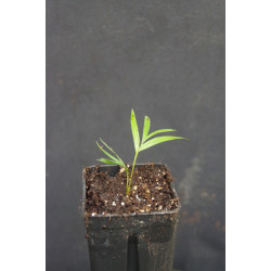 Geonoma mooreana