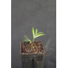 Geonoma mooreana