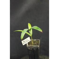 Dypsis sp. "Dark Mealy Bug" (syn. Chrysalidocarpus sp.)