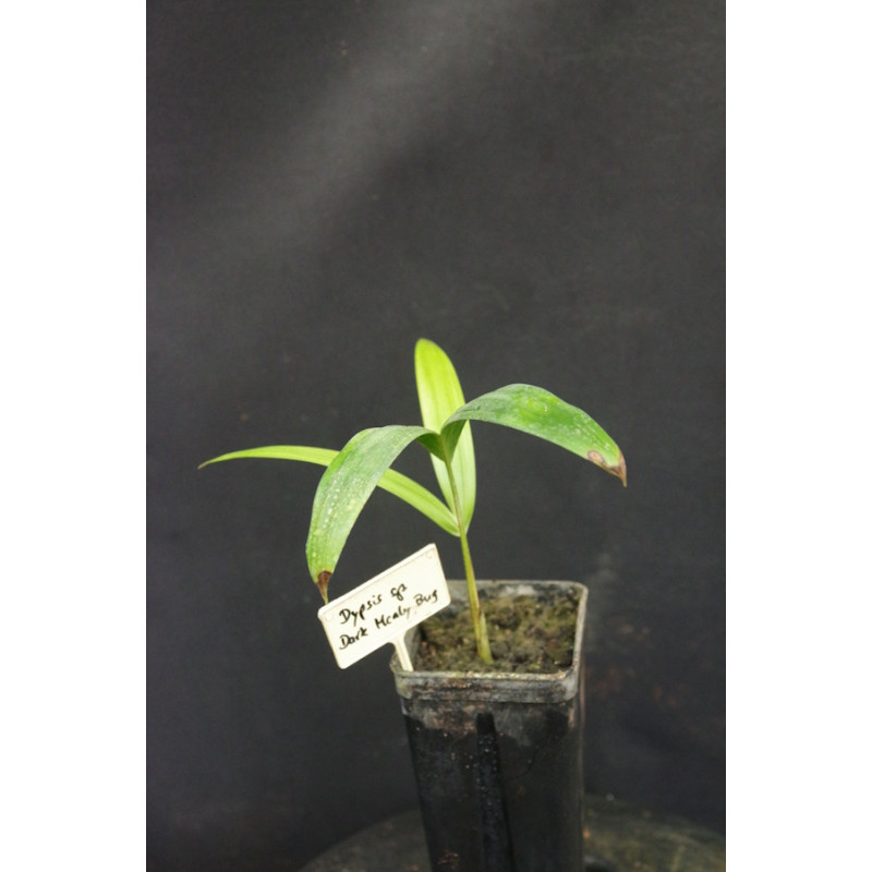 Dypsis sp. "Dark Mealy Bug" (syn. Chrysalidocarpus sp.)