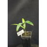 Dypsis sp. "Dark Mealy Bug" (syn. Chrysalidocarpus sp.)