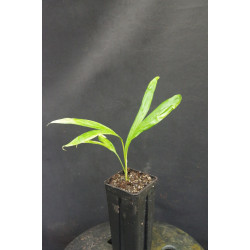 Dypsis rivularis (syn. Chrysalidocarpus r.)