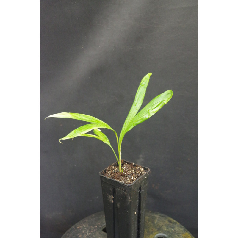 Dypsis rivularis (syn. Chrysalidocarpus r.)