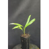 Dypsis rivularis (syn. Chrysalidocarpus r.)