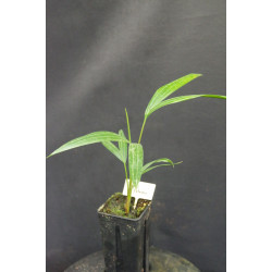 Dypsis cabadae (syn. Chrysalidocarpus c.) - Cabada-Palme