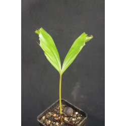 Caryota kiriwongensis