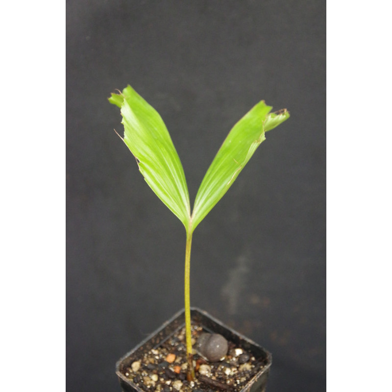 Caryota kiriwongensis