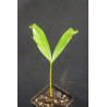 Caryota kiriwongensis