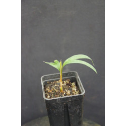 Calyptrogyne allenii