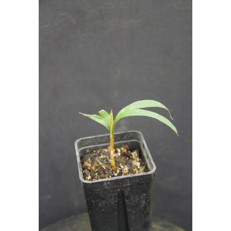 Calyptrogyne allenii