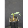 Calyptrogyne allenii