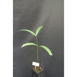 Calamus peregrinus