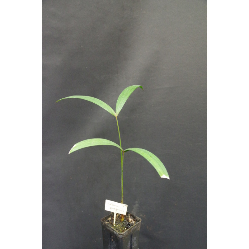 Calamus peregrinus