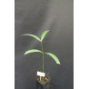 Calamus peregrinus