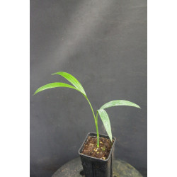 Areca laosensis