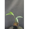 Areca laosensis