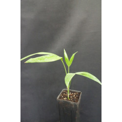 Areca triandra - Trandra-Palm